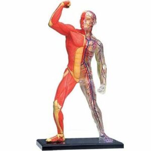 Human Body Model