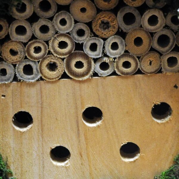 Insect & Bee Hanging Hotel