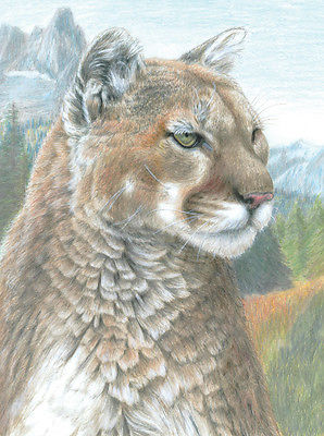 Cougar Pencil By Numbers Art Kit A4