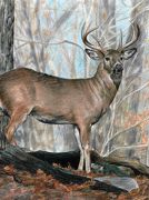 Whitetail Buck A4 Pencil By Numbers Art Kit