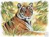 Large Watercolour Painting by Numbers Kit - Tiger