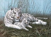 A3 Painting By Numbers Kit - White Tigers In The Mist Pjl22