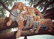 A3 Large Painting By Numbers Kit - African Leopard And Cubs Pjl24