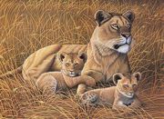 A3 Painting By Numbers Kit - African Lioness And Cubs Pjl26