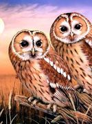 A4 Painting By Numbers Kit - Tawny Owls Pjs87