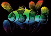 Animal Picture Engraving Art Set - Rainbow Fish