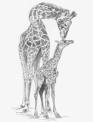 A4 Sketching Made Easy Kits Drawing Kit Giraffe And Baby Skbn13