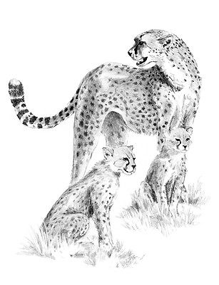 A4 Sketching Made Easy Drawing Kit Cheetah & Cub