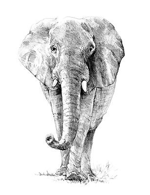 Animal Sketching Made Easy Drawing Kit - Elephant Skbn16