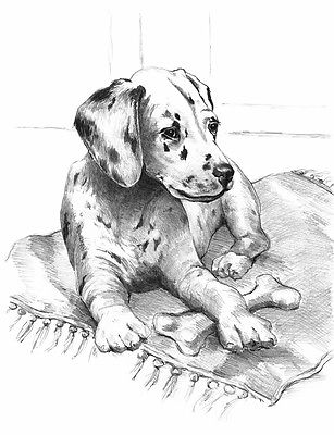 A4 Sketching Made Easy Drawing Kit - Dalmatian Puppy Skbn21
