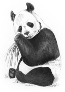 Mini A5 Sketching By Numbers Kit - Panda Skmin-107