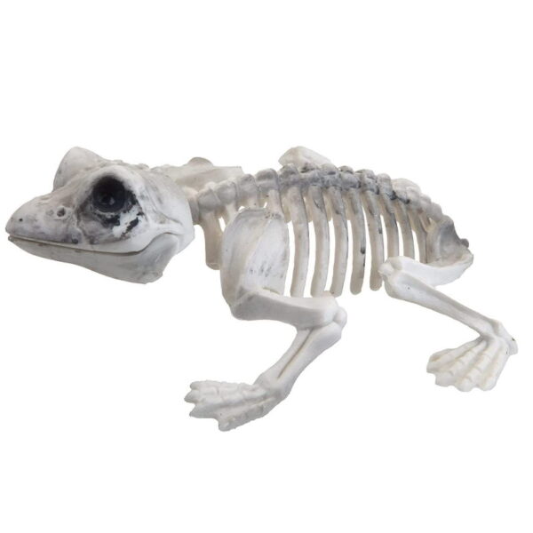 Animal Skeleton