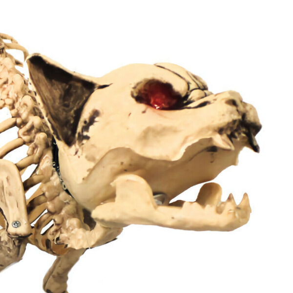 Lifesize Cat Skeleton