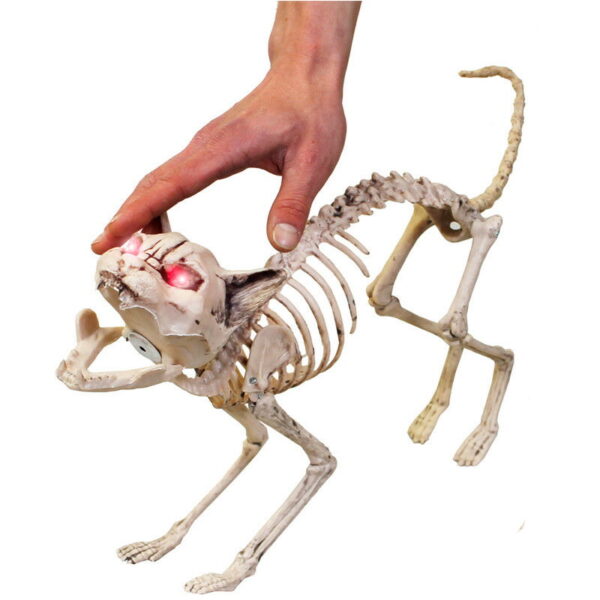 Lifesize Cat Skeleton